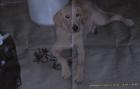 Labradormischling sucht neues zu Hause